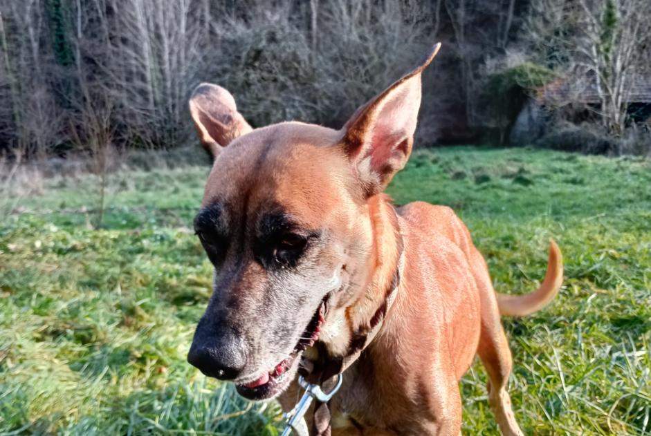 Fundmeldung Hund rassenmischung  Weiblich Renaison Frankreich